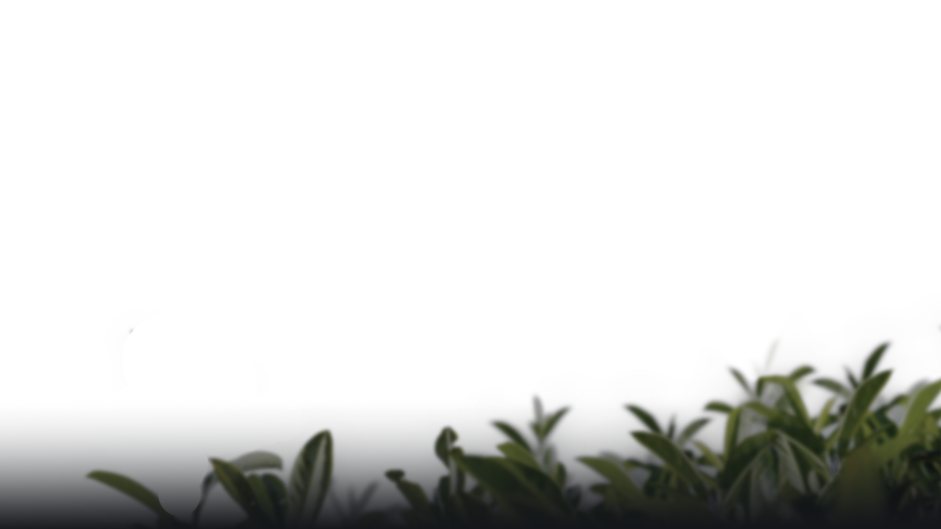 bush-2